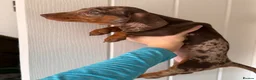 Dachshund dogs for sale: Miniature dachshunds  - Advert 9