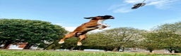 Boxer dogs for stud: PROVEN KC REGISTERED BOXER STUD - Red Flashy Male in London - Advert 8