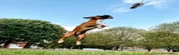 Boxer dogs for stud: PROVEN KC REGISTERED BOXER STUD - Red Flashy Male in London - Advert 8