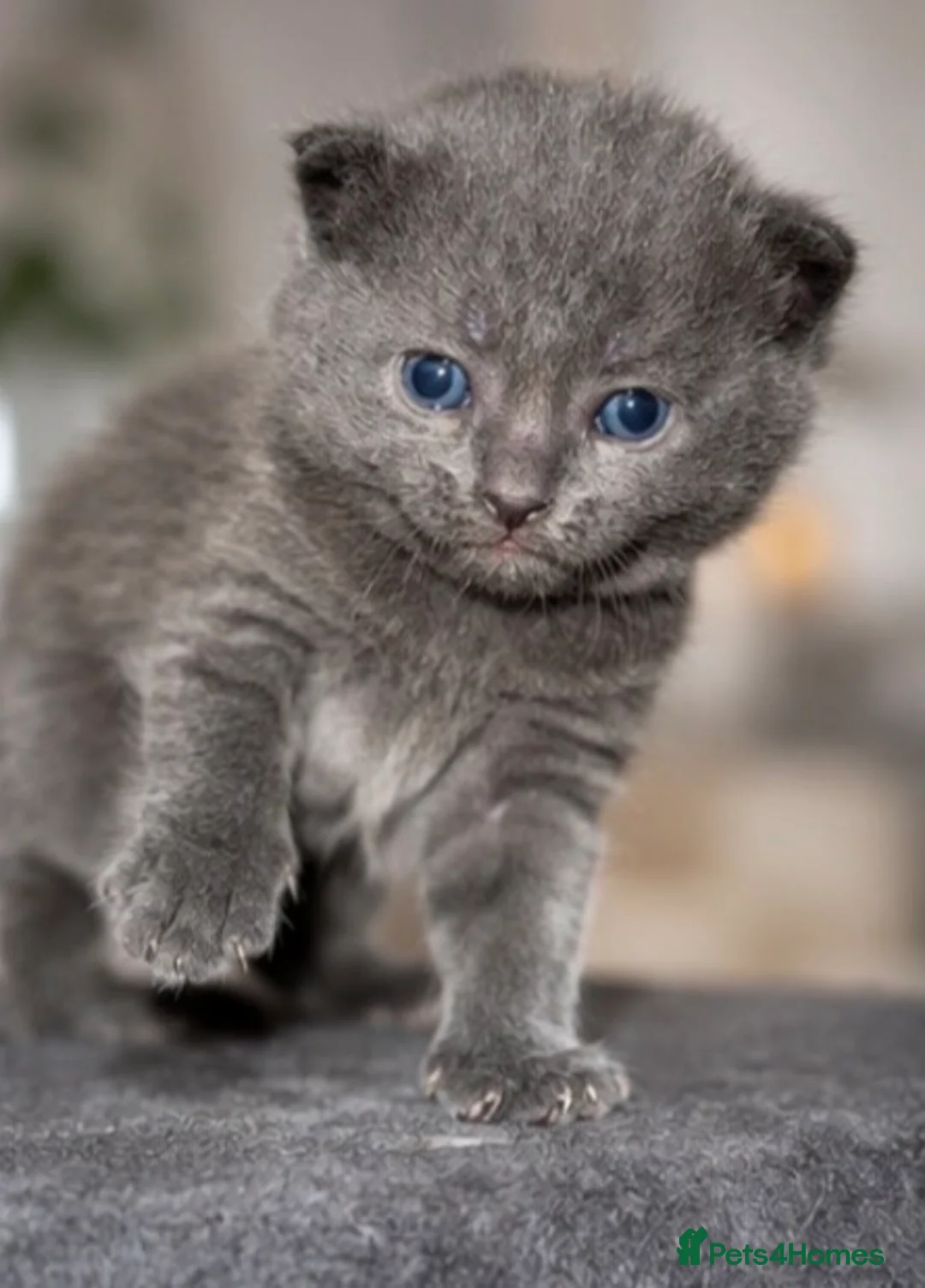 Mixed Breed cats for sale: * Beautiful Grey & Blue Tortie Kittens  - Advert 2