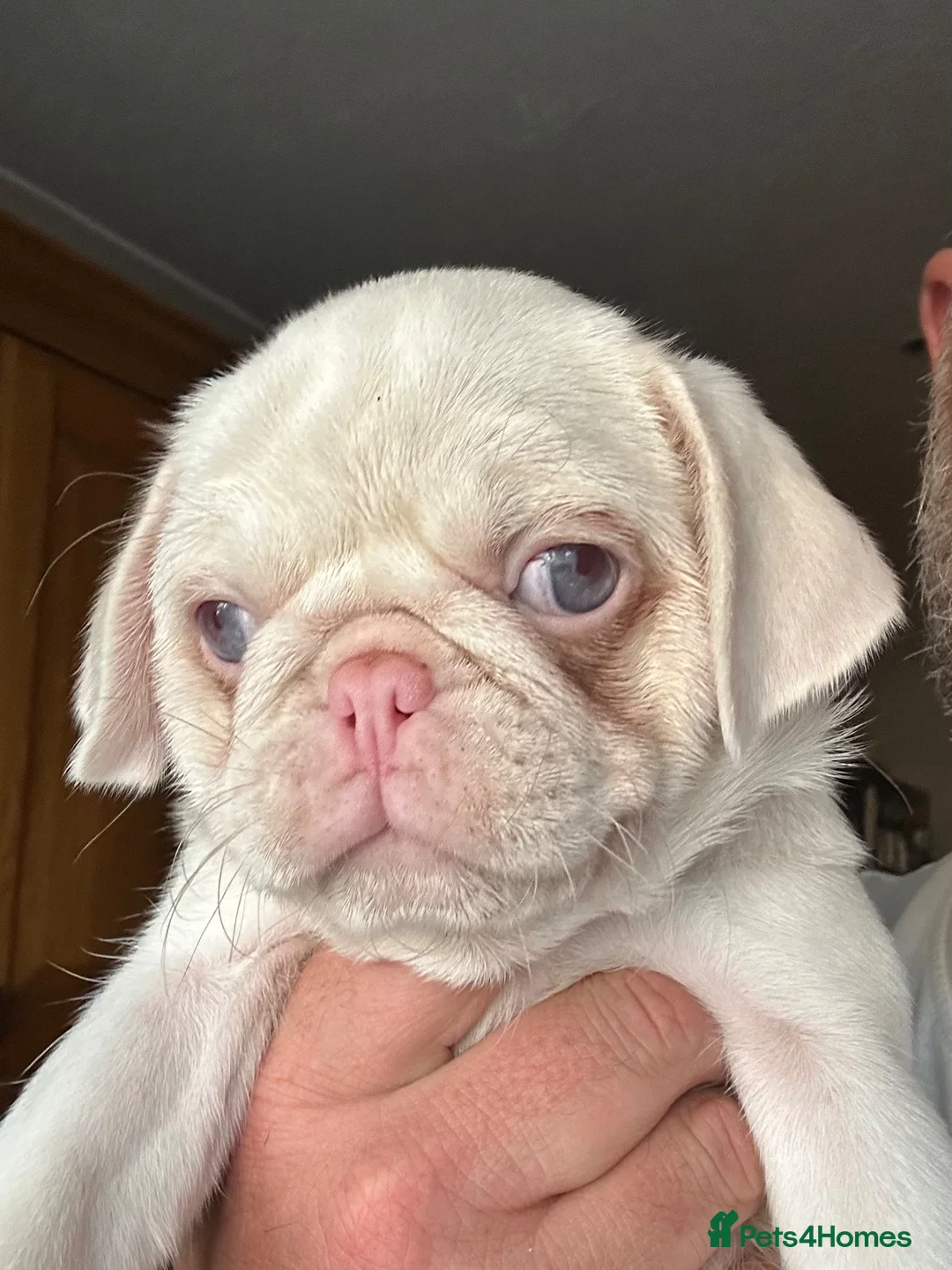 Pug dogs for sale: Prestige Pink Pug Puppies KC reg. Ready to leave - Advert 2