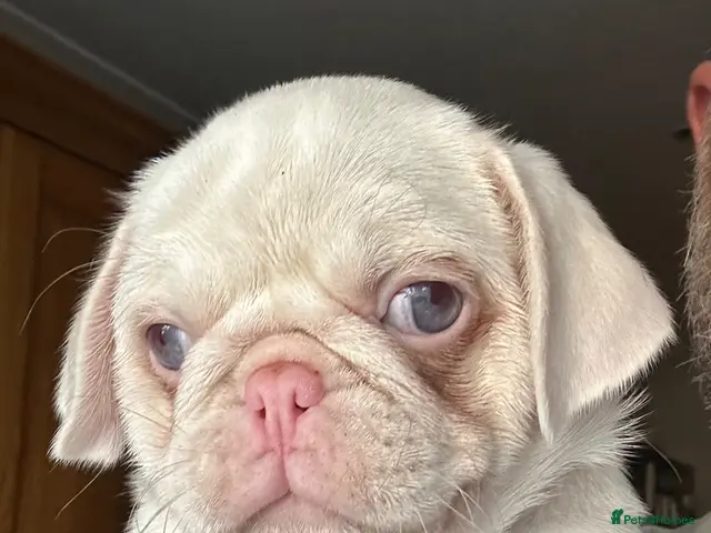 Pug dogs for sale: Prestige Pink Pug Puppies KC reg. Ready to leave - Advert 2