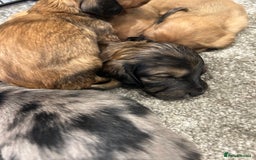 Miniature Dachshund dogs for sale: Miniature dachshunds  - Image 4
