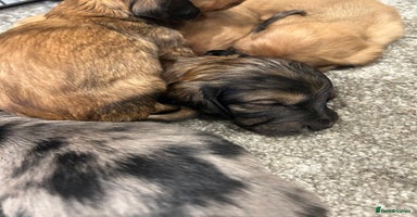 Miniature Dachshund dogs - Advert 7