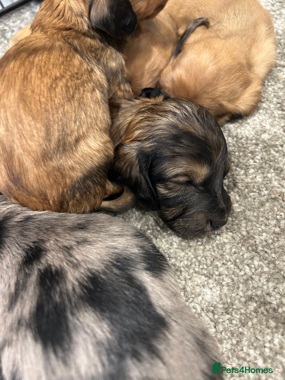 Miniature Dachshund dogs for sale: Miniature dachshunds  - Image 4