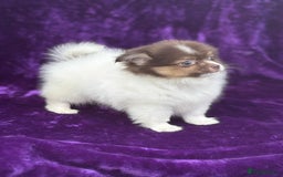 Pomeranian dogs for sale: Chocolate parti boy ready now x - Image 9