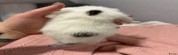 Domestic Shorthair cats for sale: 3 beautiful female kittens aged 5 weeks - Advert 6
