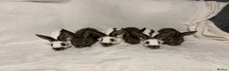 English Spot rabbits for sale: English spot  - Advert 1