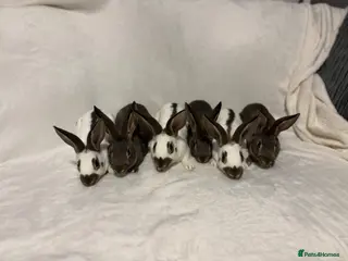 English Spot rabbits English spot - Advert 1