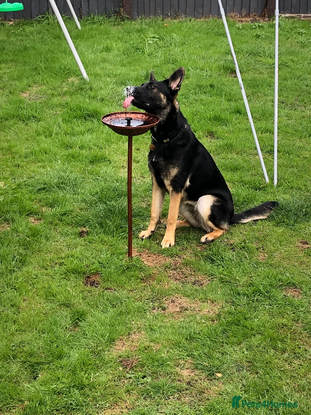 German Shepherd dogs for sale: 11 months old bitch  - Advert 2