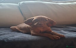 Hungarian Vizsla dogs for sale: Hungarian vizsla  - Image 32