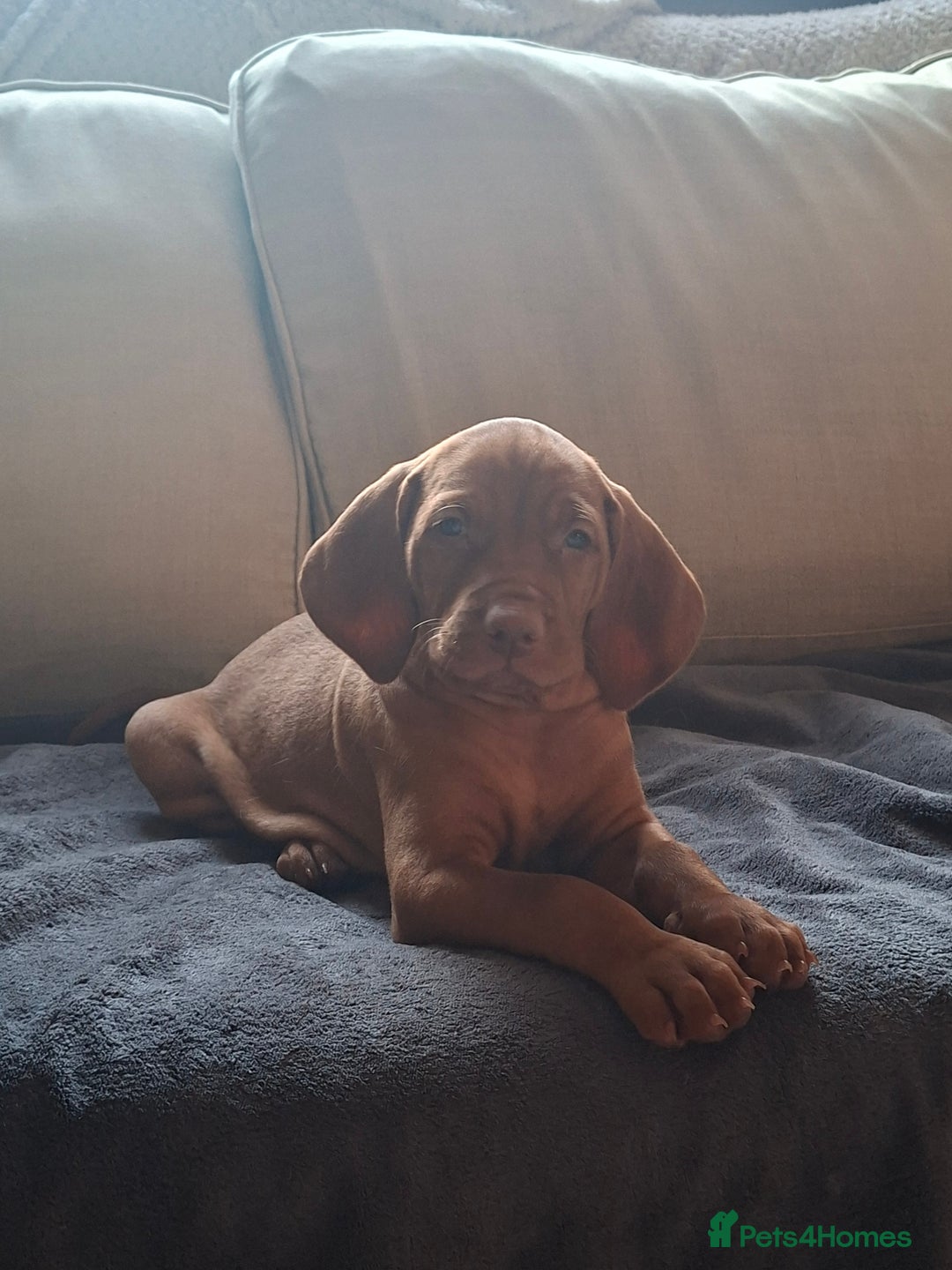 Hungarian Vizsla dogs for sale: Hungarian vizsla  - Image 32