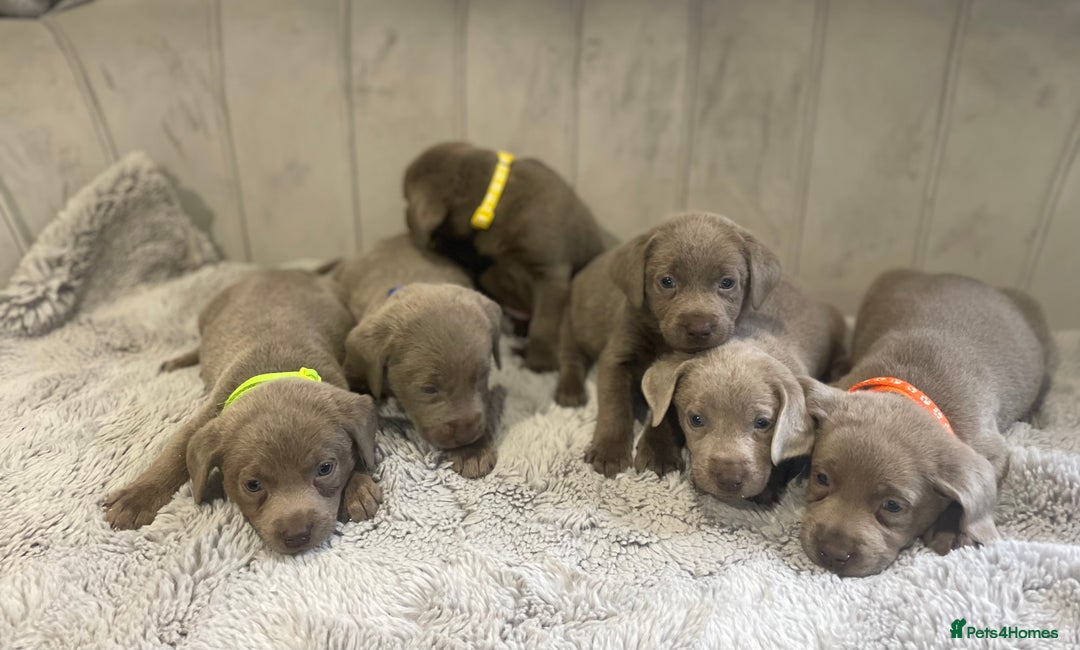 Labrador Retriever dogs for sale: Stunning silver Labradors puppy’s  - Advert 6