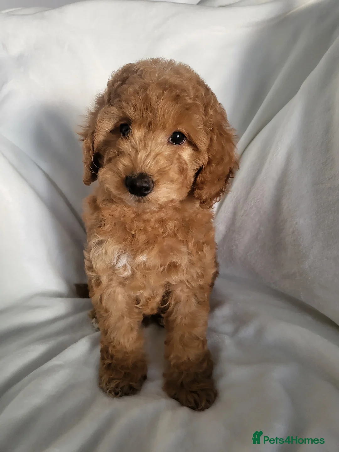 Cockapoo dogs for sale: Cockapoo (last boy available) - Advert 2