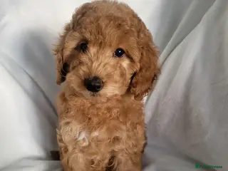 Cockapoo dogs Show type cockapoo (ready Now) - Advert 18