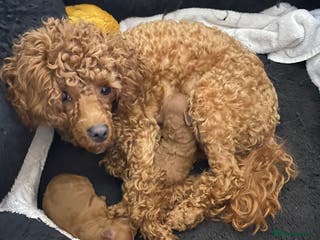 Toy Poodle dogs Toy poodle - Advert 15