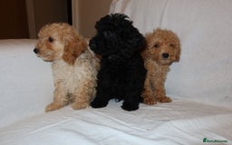 Poodle dogs for sale: Poodle puppies  - Image 8