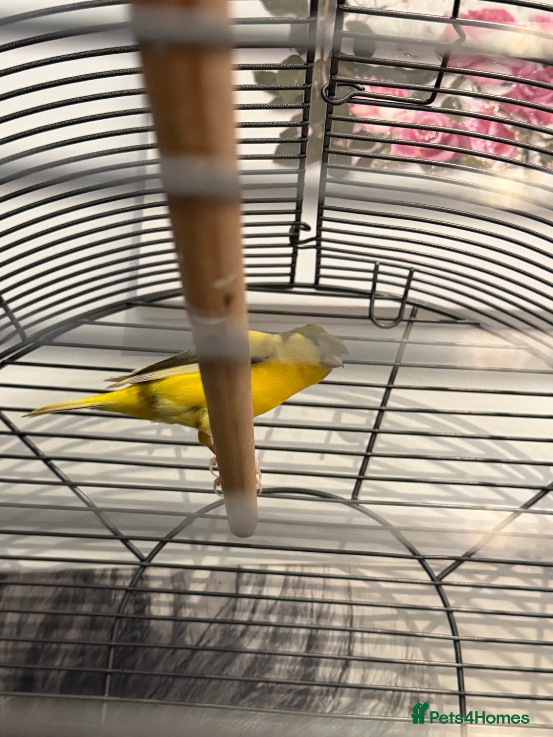 Canaries birds for sale: Birds for sale with cage  - Advert 2