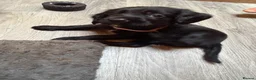 Cocker Spaniel dogs for sale: Beautiful Cocker Spaniel Puppies  - Advert 7
