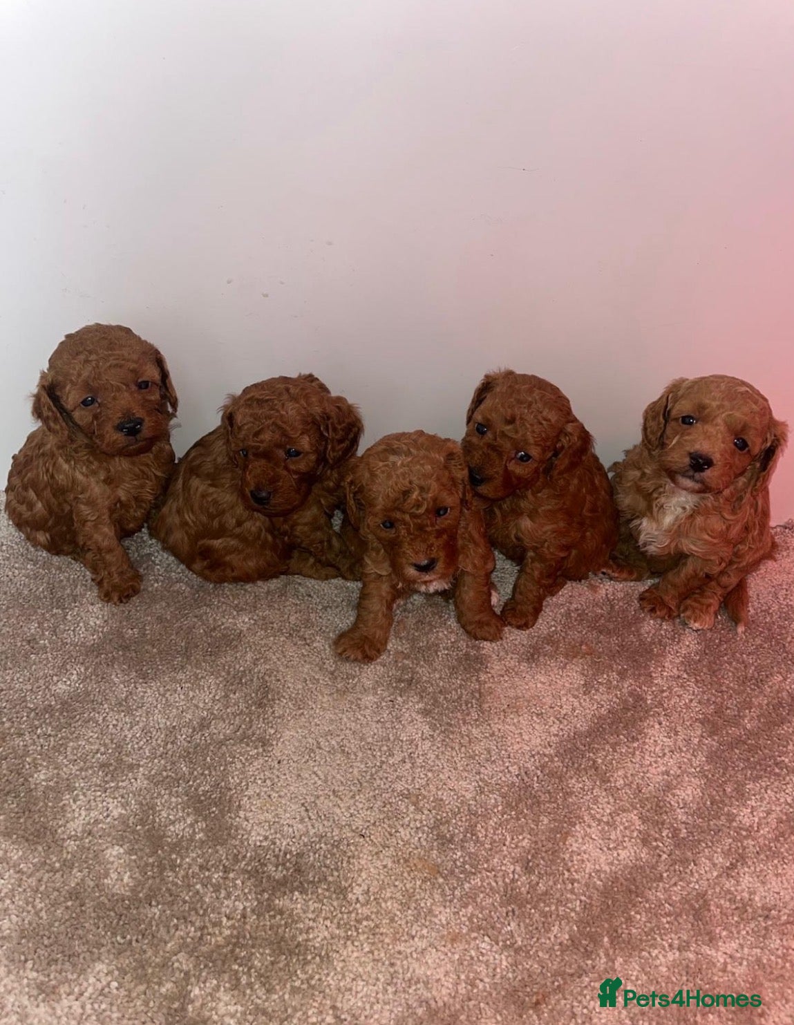 Cavapoo dogs Cavapoo puppies boys and girls  - Advert 2
