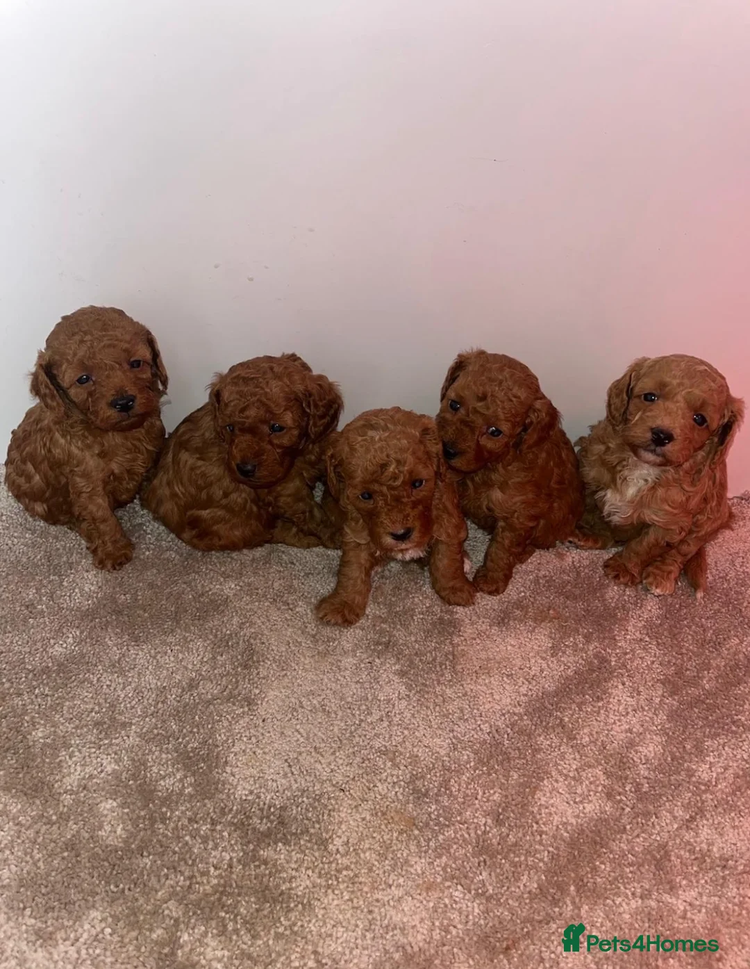 Cavapoo dogs for sale: Cavapoo puppies boys and girls  - Advert 1