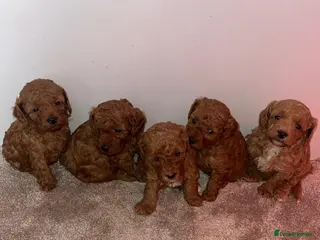 Cavapoo dogs Cavapoo puppies boys and girls - Advert 2