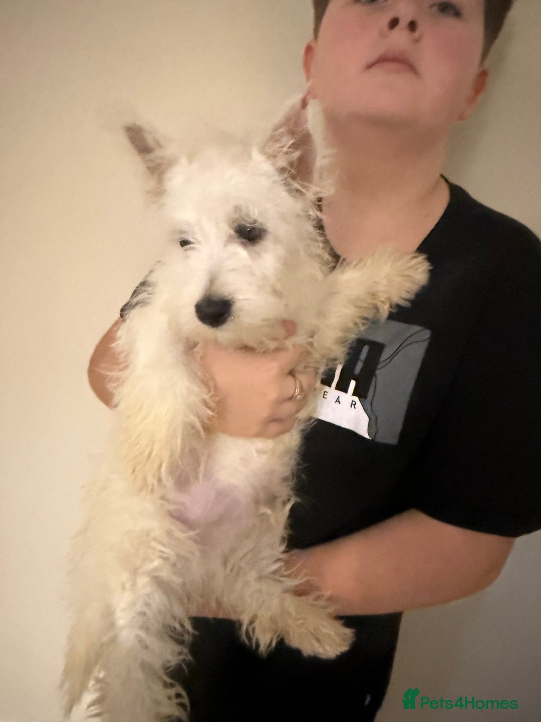 West Highland Terrier dogs for sale: west highland terriers  - Advert 1