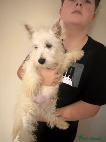 West Highland Terrier dogs west highland terriers - Advert 1