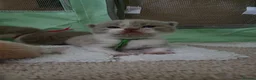 British Shorthair cats for sale: Champion British Shorthair kittens *health tested* - Advert 7