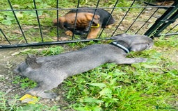 Jack Russell dogs for sale: Blue & Black Brindle Jack Russells - Image 17