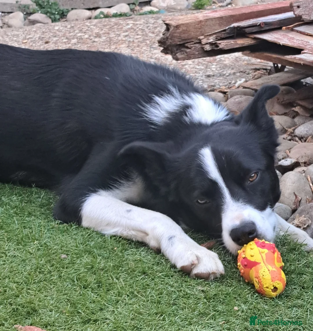 Border Collie dogs for sale: Border collie  - Advert 2