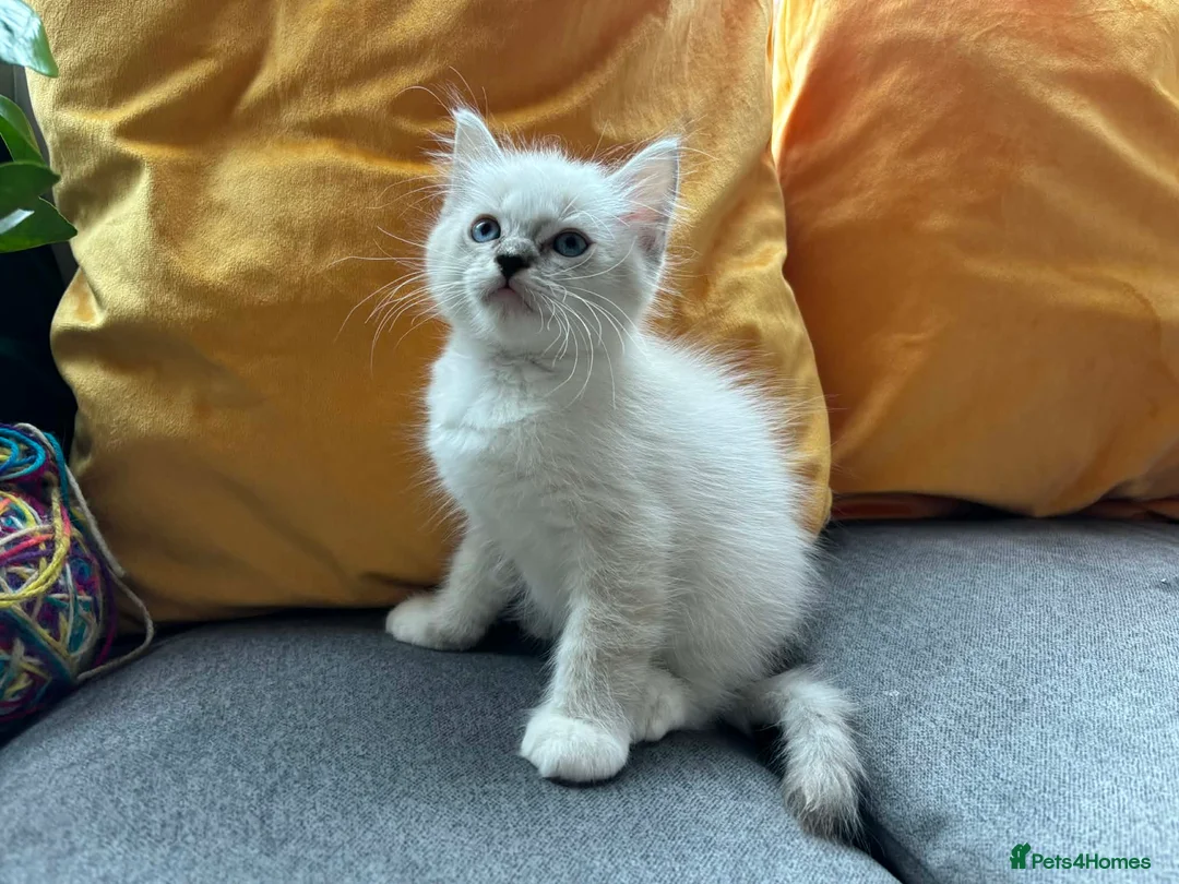 Ragdoll cats for sale: Luxury Blue Point Mitted Ragdoll Kittens - Advert 40
