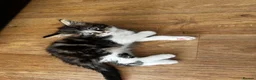 Domestic Shorthair cats for sale: 2 female kittens  in Cambridge - Advert 6