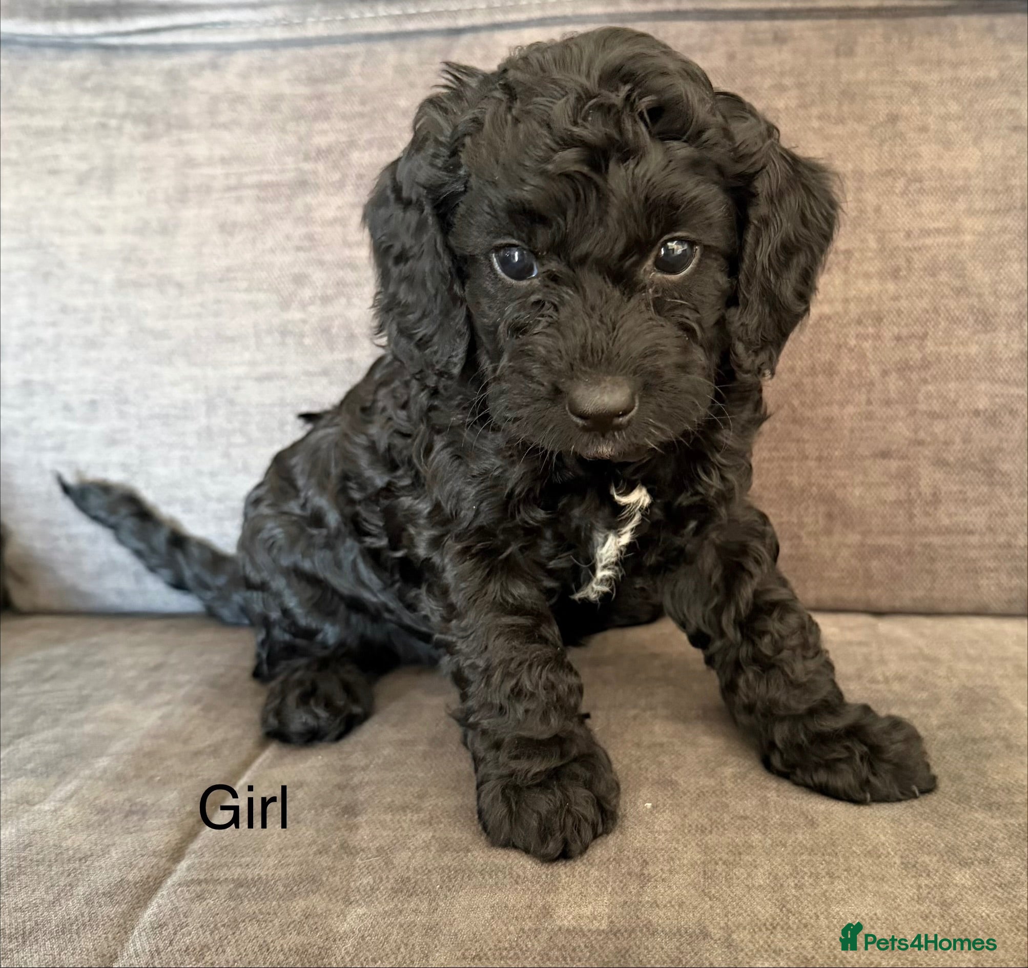 Cockapoo dogs Cockapoo puppies - Advert 1