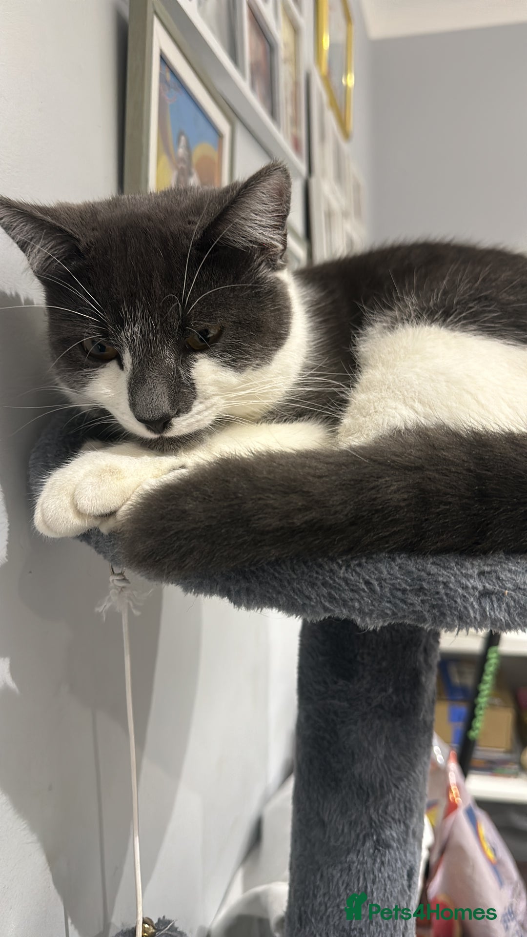 Toyger cats for sale: 2 Year old tuxedo cat - Advert 2