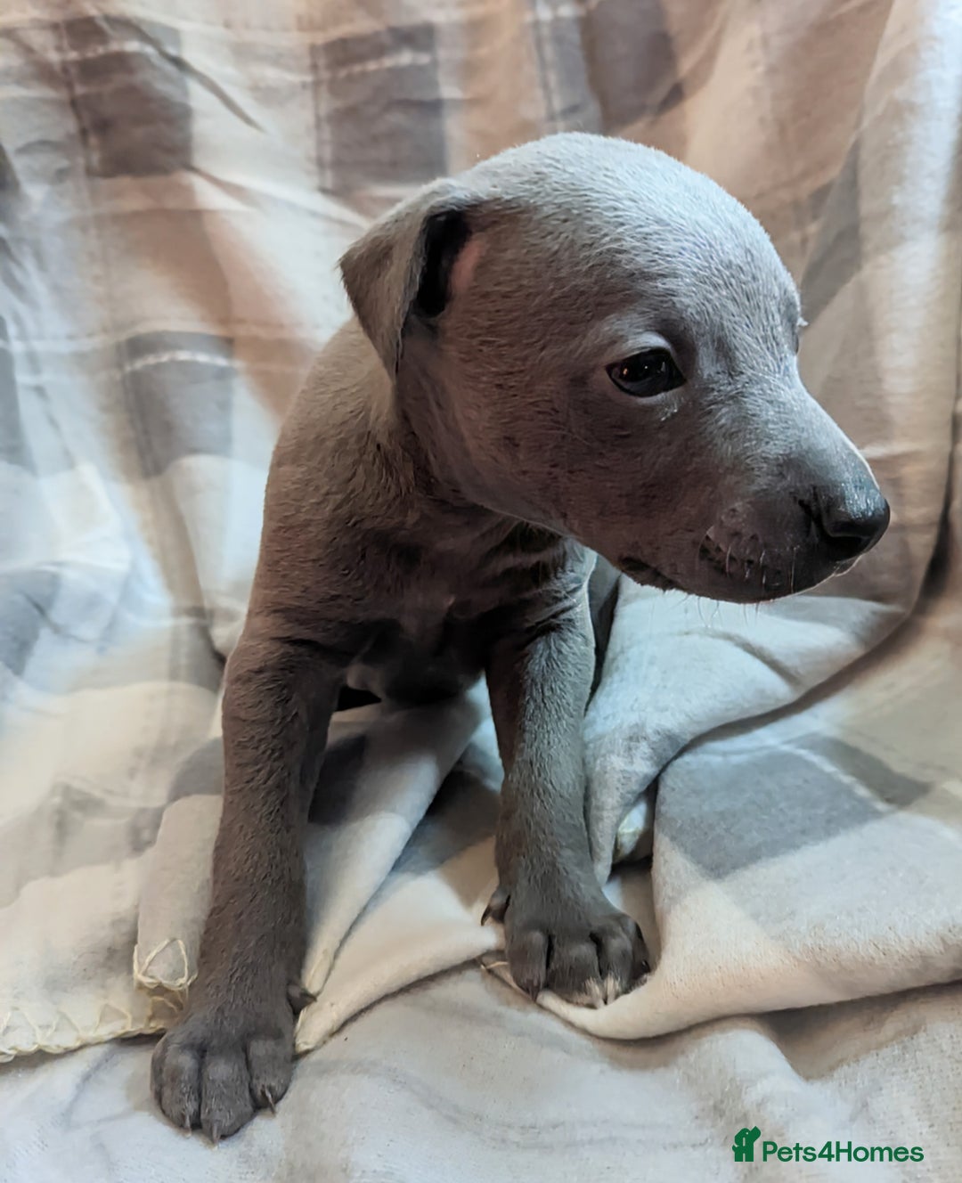 Whippet dogs for sale: Beautiful whippet babies  - Advert 18