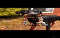 Dobermann dogs for sale: ⭐️ Pregnancy confirmed FULL EUROPEAN DOBERMANN ⭐️ - Image 14