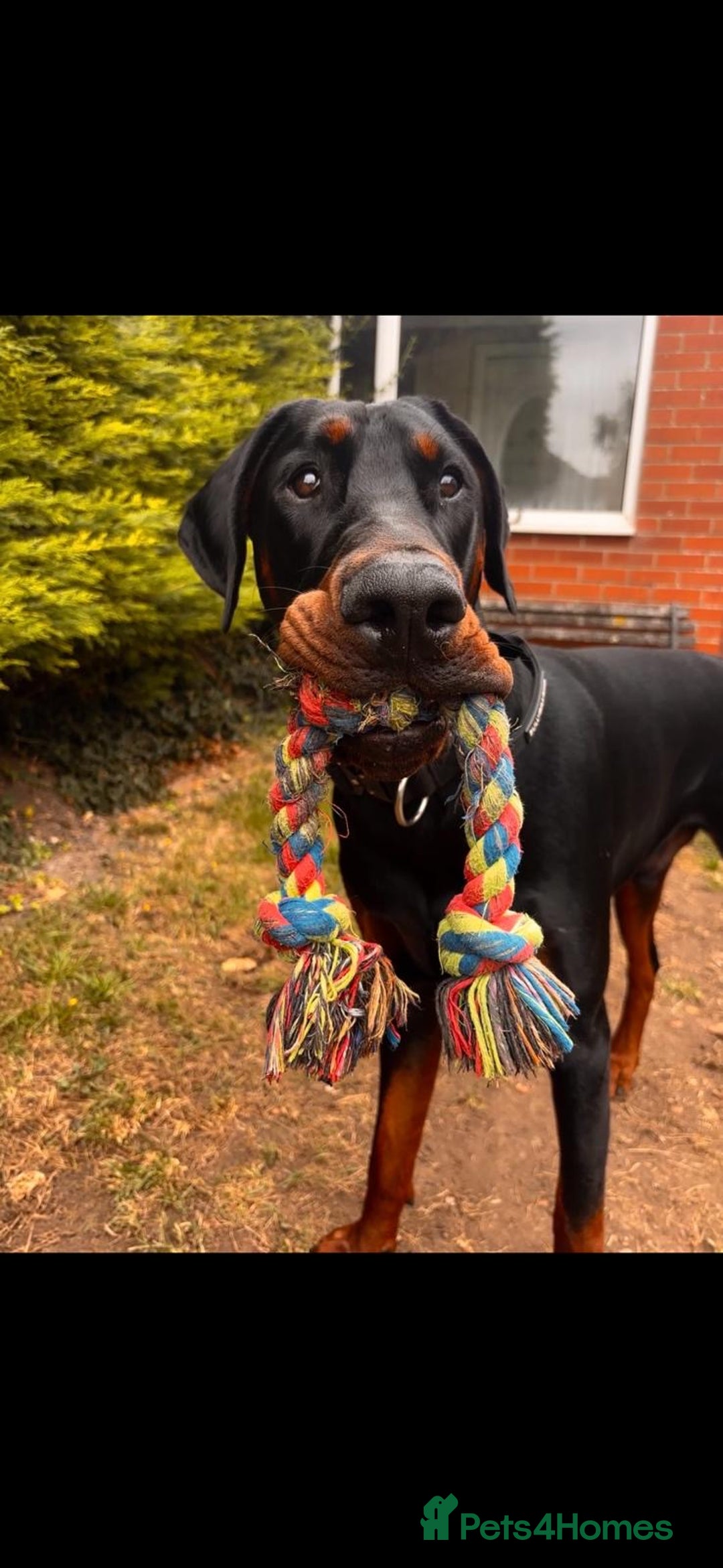 Dobermann dogs for sale: ⭐️ Pregnancy confirmed FULL EUROPEAN DOBERMANN ⭐️ - Image 14