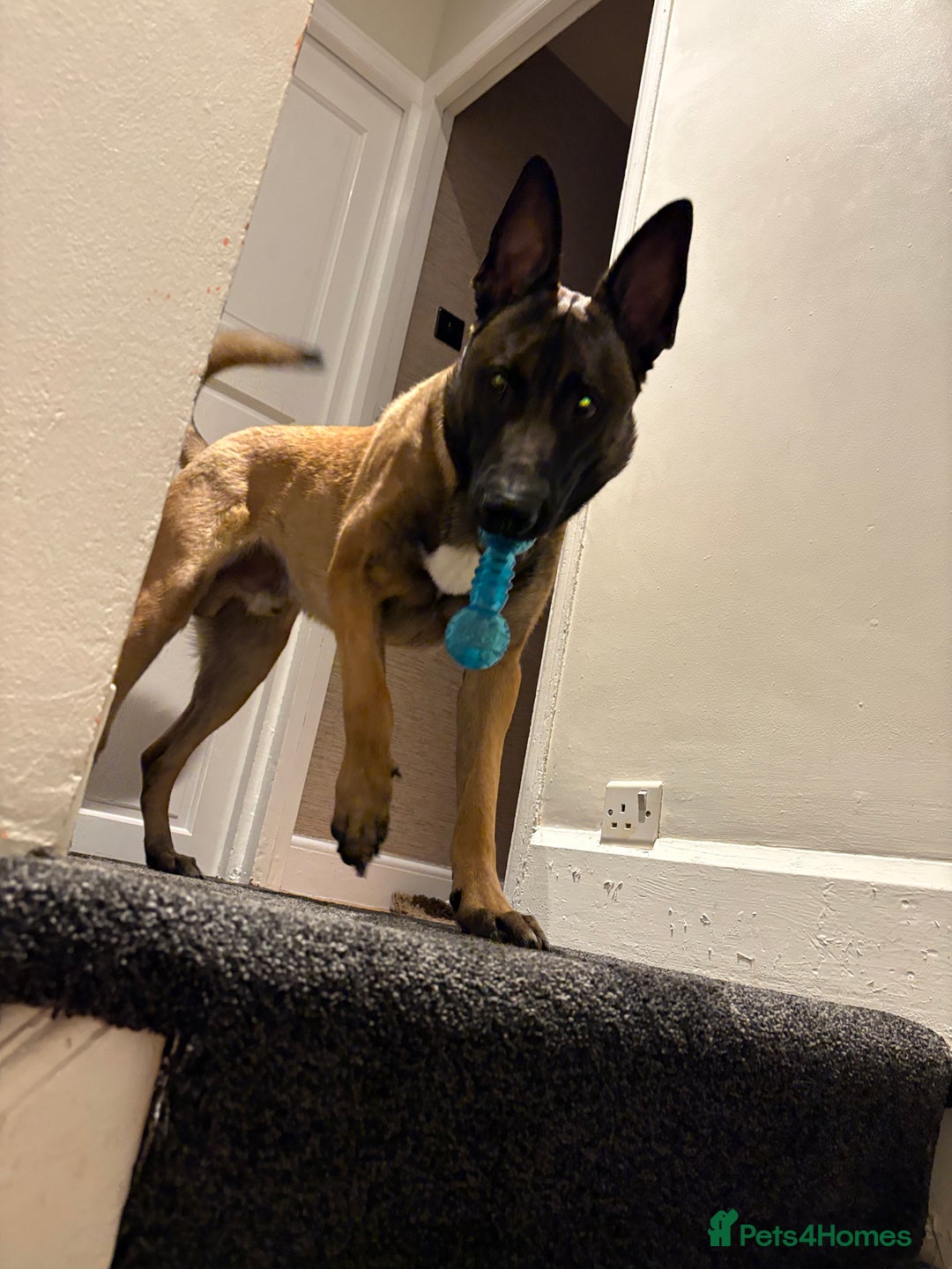 Belgian Shepherd Dog dogs for stud: Belgian Malinois  - Image 7