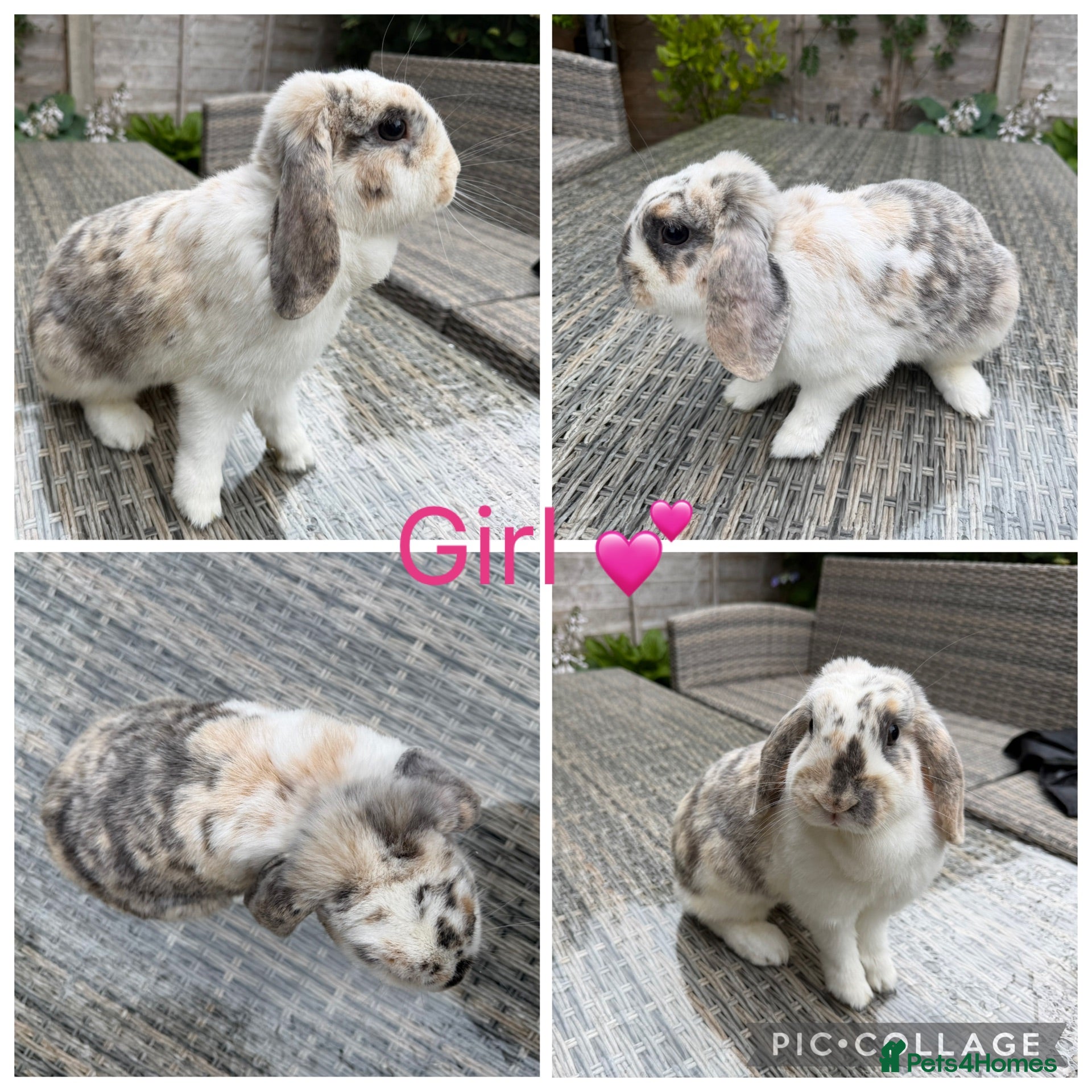 Mini Lop rabbits 2 Stunning Purebred Breeding Mini Lop Does - Advert 7