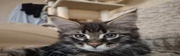 Maine Coon cats for sale: Fluffy Maine Coon Kittens - Advert 23