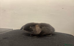 Mini Lop rabbits for sale: Mini lop  - Image 4