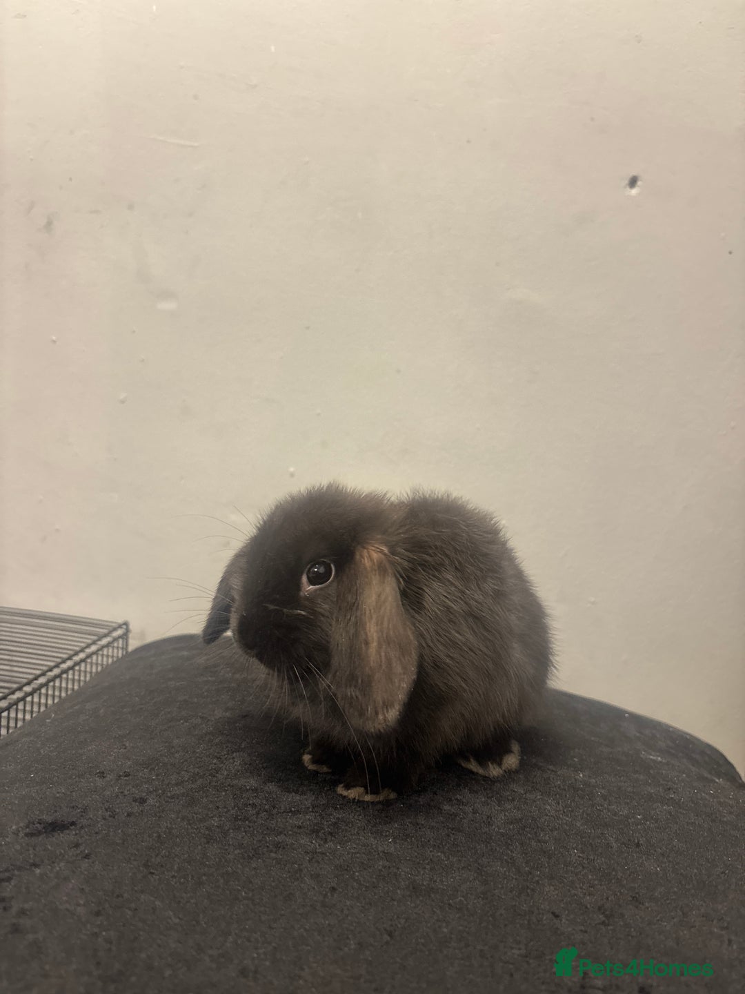 Mini Lop rabbits for sale: Mini lop  - Image 4