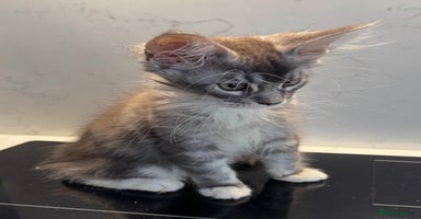 Maine Coon cats - Advert 10