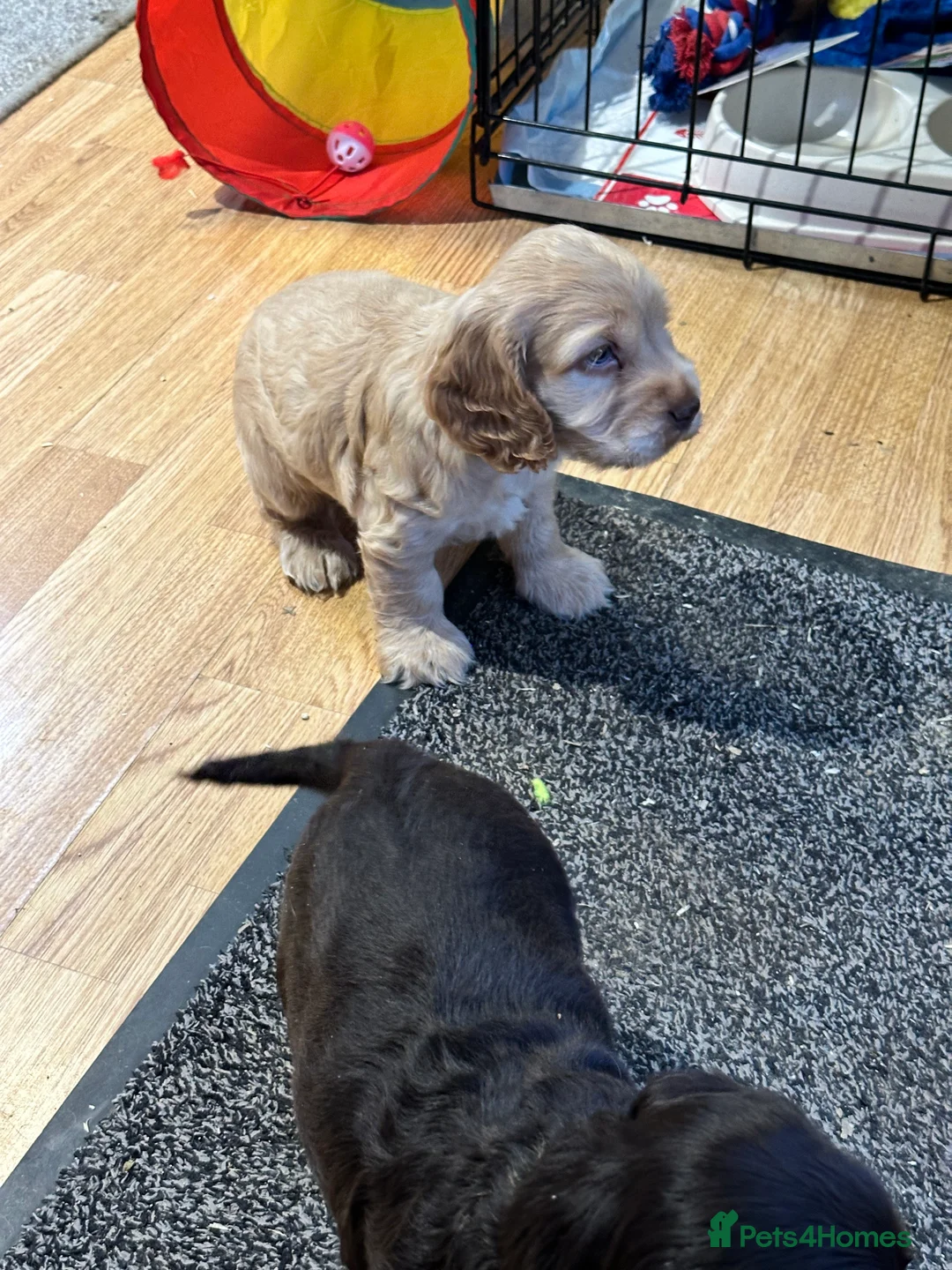 Cocker Spaniel dogs for sale: 2 Handsome Choc+tan and Gold boys - Advert 3