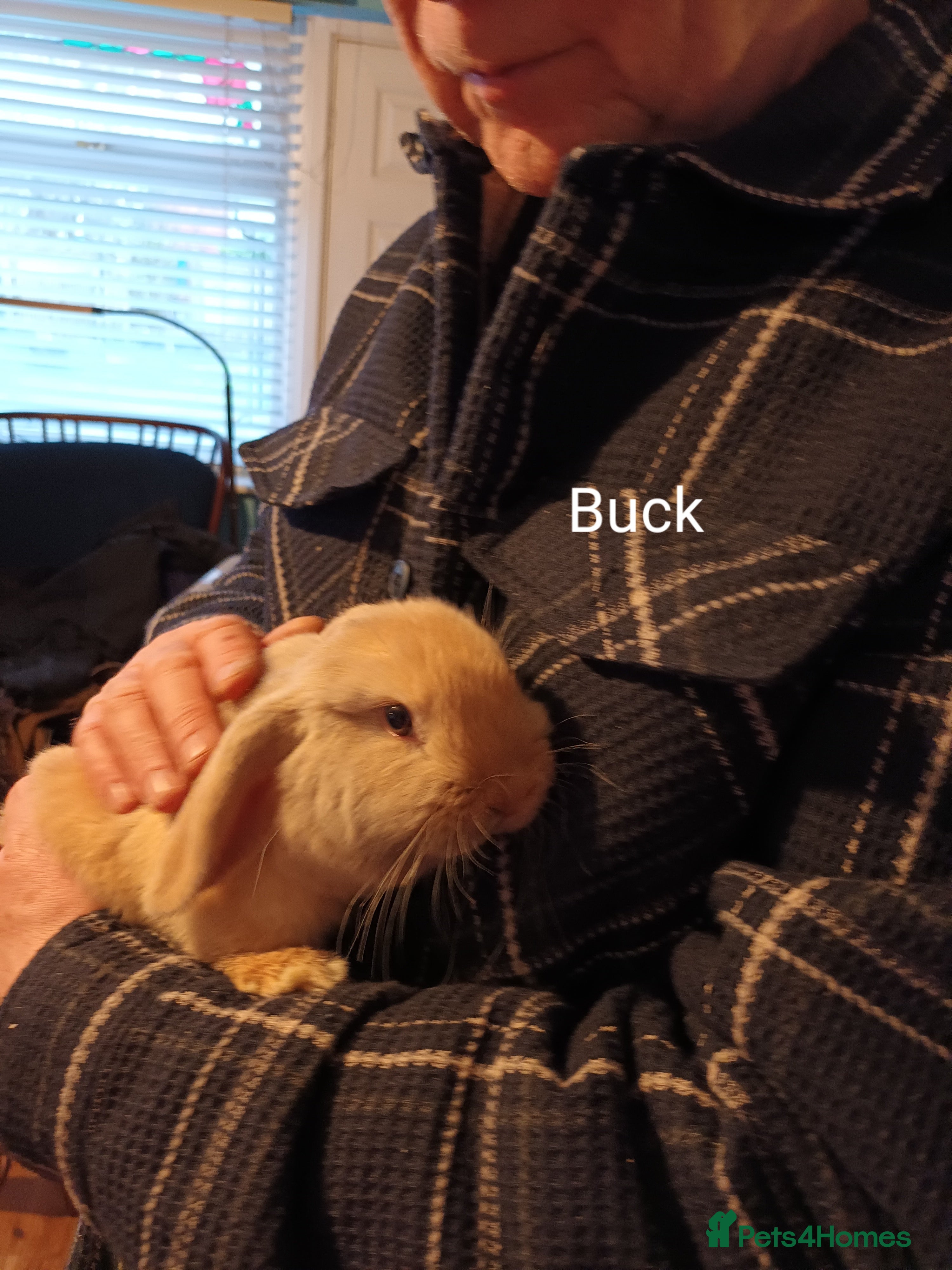 Mini Lop rabbits Minilop rabbits for sale. - Advert 5