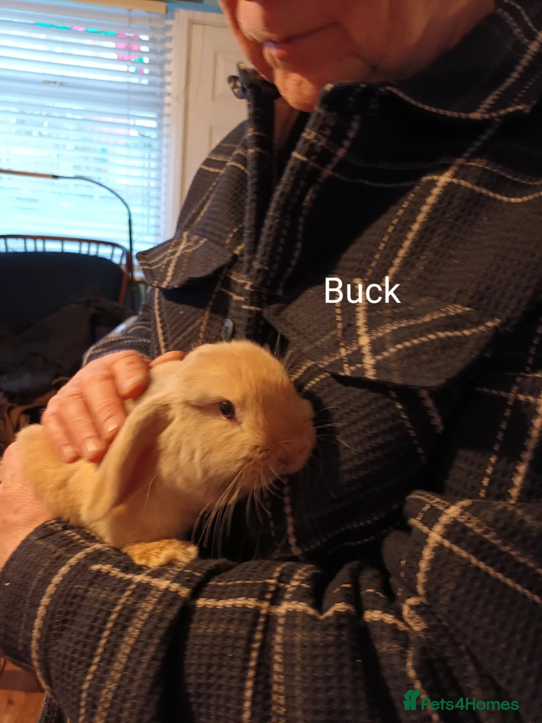 Mini Lop rabbits for sale: Minilop rabbits for sale. - Advert 2