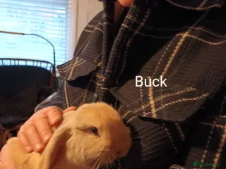 Mini Lop rabbits Minilop rabbits for sale. - Advert 5