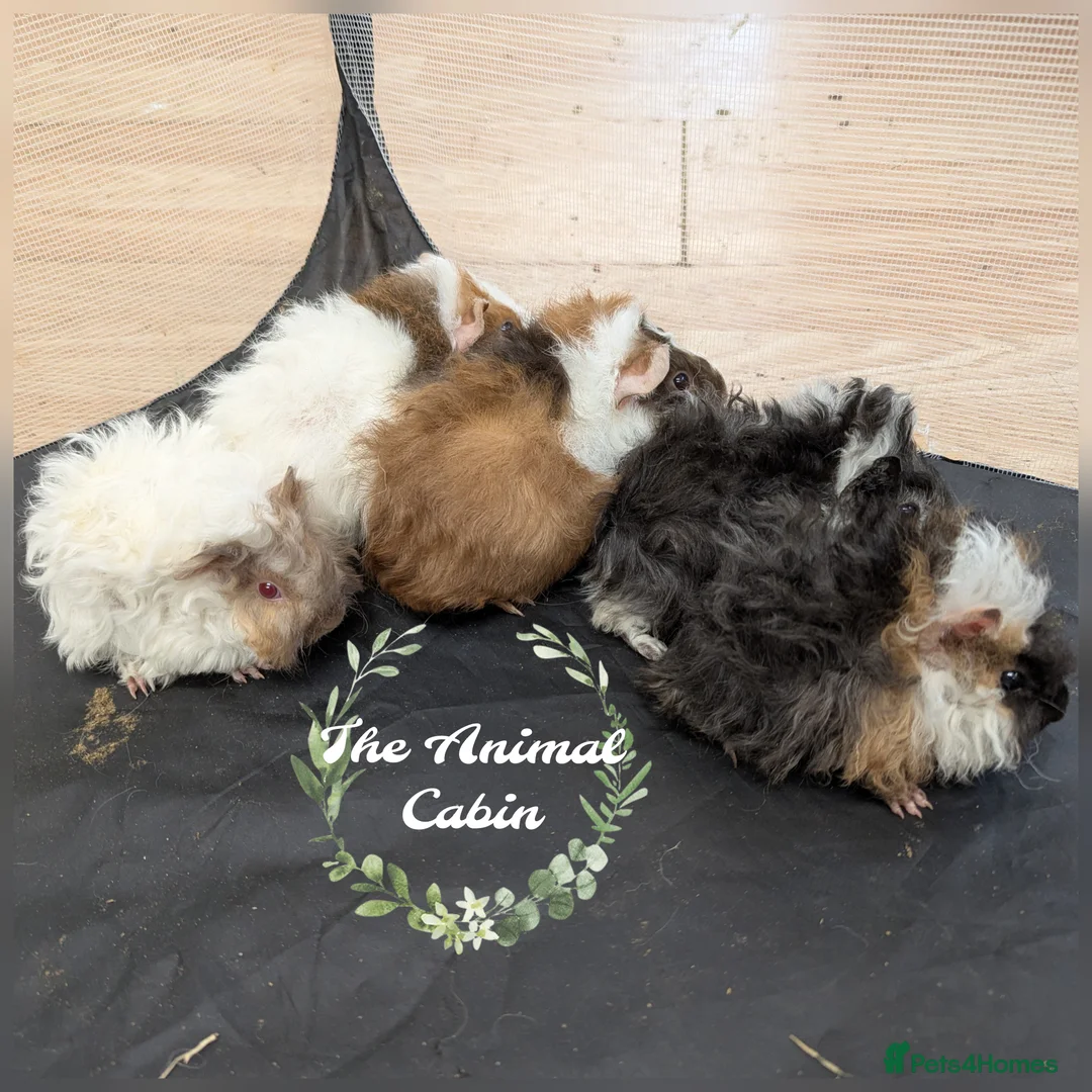 Guinea Pig rodents for sale: Lunkarya & lunk cross baby guinea pigs - Advert 1