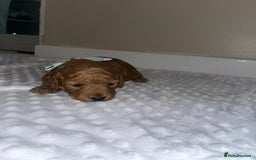 Cockapoo dogs for sale: Cocapoos f1  - Image 8